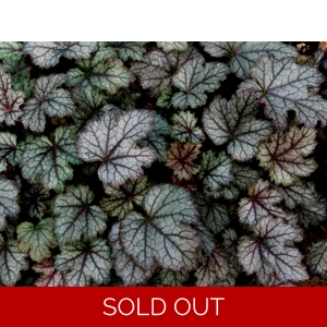 Heucherella 'Cracked Ice'